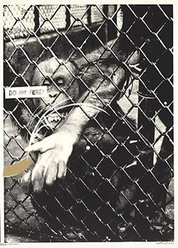 <p><em>Monkey</em></p>