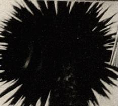 <p>[Palm] <em>Tangier Postcard</em></p>